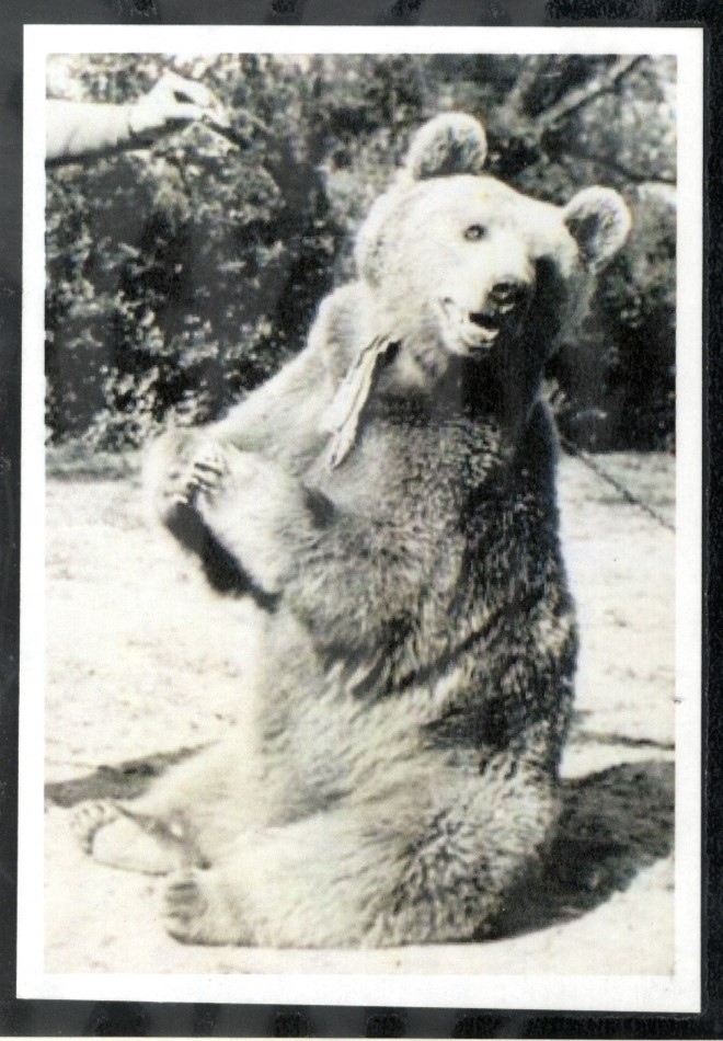 A black and white photo of a bear sitting on its haunches with its front paws raised. The bear's mouth is slightly open, and it has a collar or bandana around its neck. A human arm extends from the left edge, offering something to the bear. Trees are visible in the background.