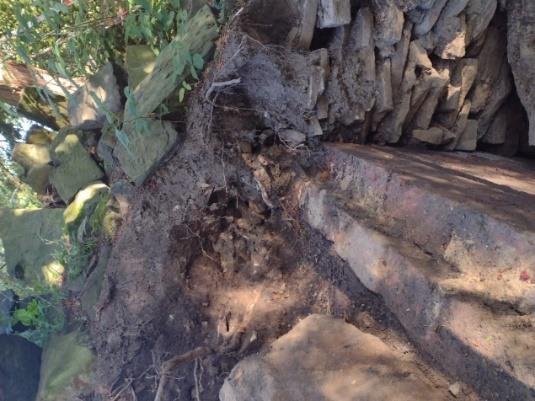 A partially collapsed dry stone wall with several stones dislodged and a tree root visible among the rubble. Surrounding vegetation includes leafy bushes and moss-covered stones. Sunlight casts shadows across the scene.